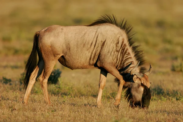 Mavi wildebeest otlatma — Stok fotoğraf