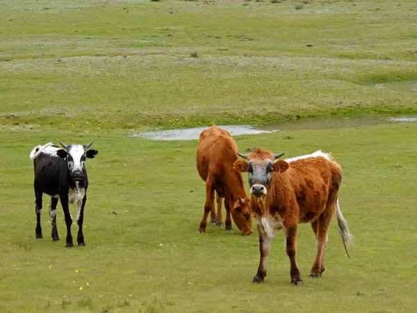 가축 방목 — 스톡 사진