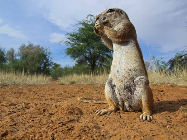 땅 다람쥐 — 스톡 사진