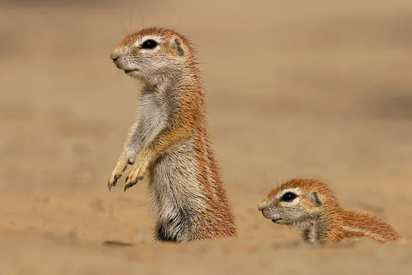 Écureuils terrestres — Photo