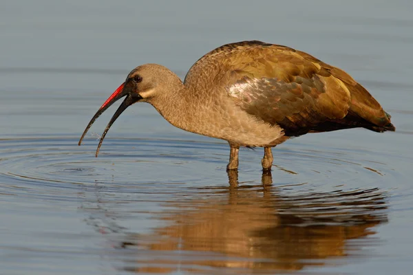 Hadeda ibis — Stok fotoğraf