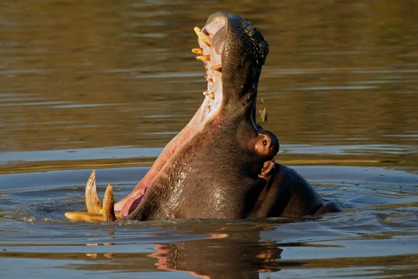 Bostezo hipopótamo — Foto de Stock