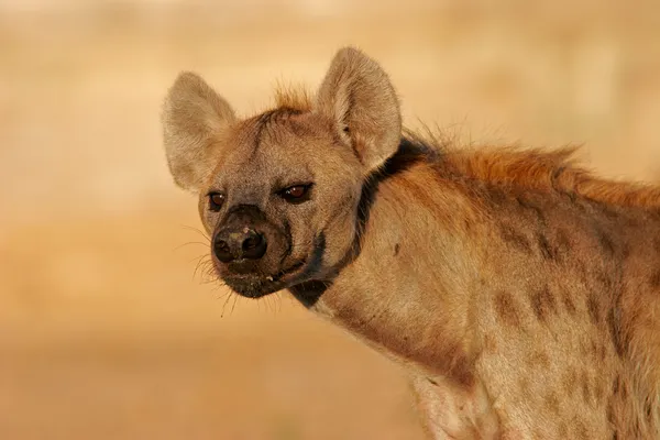 Retrato de hiena — Fotografia de Stock