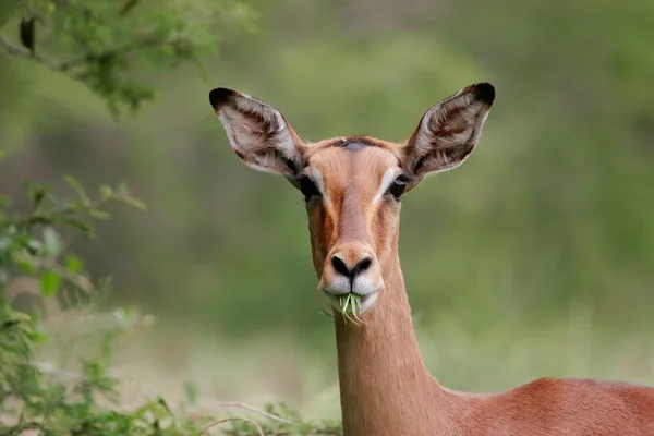 Portret impala — Zdjęcie stockowe