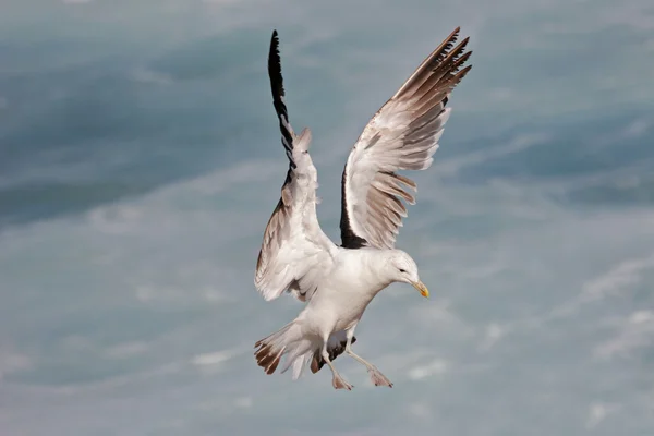 Kelp gull in flight — Stock Photo, Image