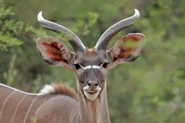 Αντιλόπη kudu — Φωτογραφία Αρχείου