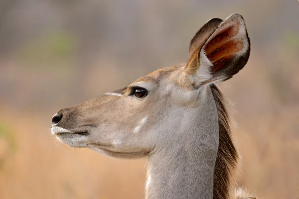 Kudu antilop — Stockfoto