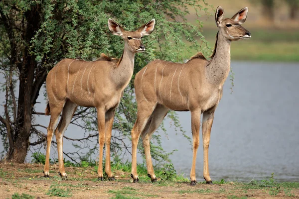 Antilopi di Kudu — Foto Stock