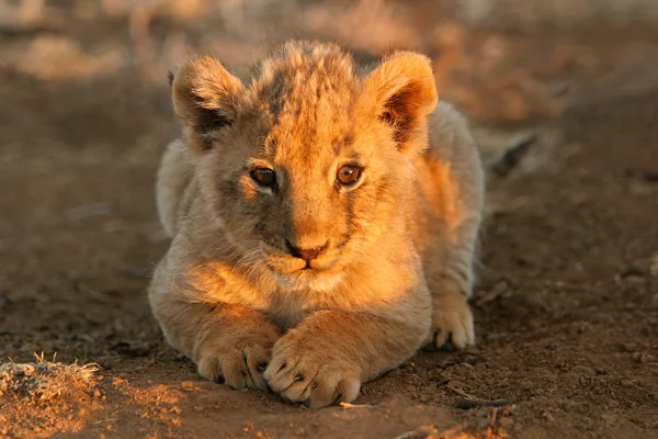 Cria de leão — Fotografia de Stock