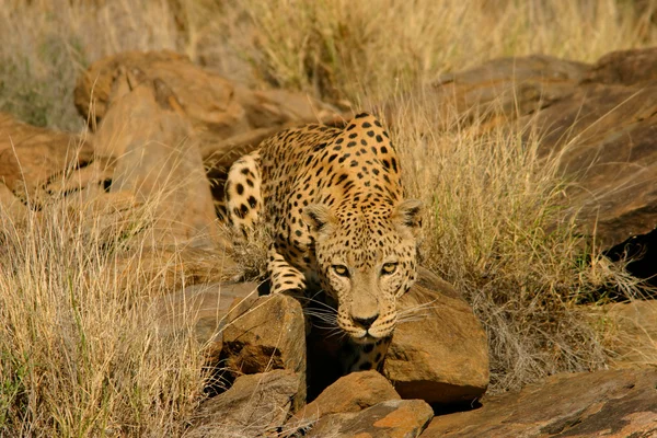 Manliga leopard — Stockfoto