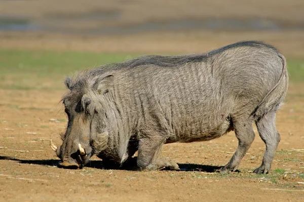 Varón warthog — Foto de Stock