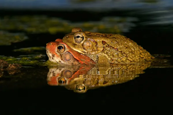 Mating red toads — Stock Photo, Image