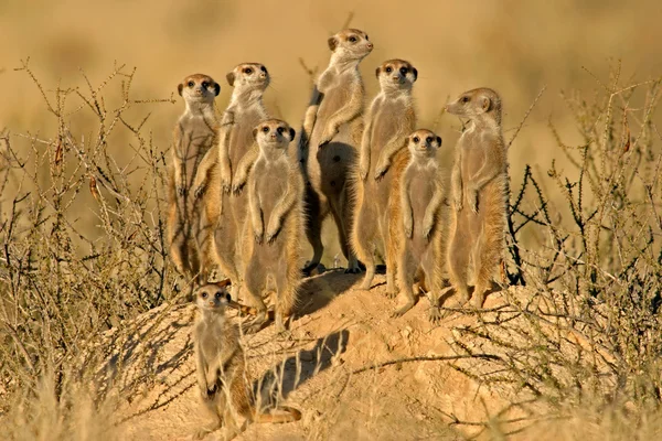 Meerkat familie, kalahari-woestijn, Zuid-Afrika — Stockfoto