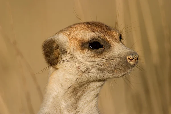 Meerkat portre — Stok fotoğraf