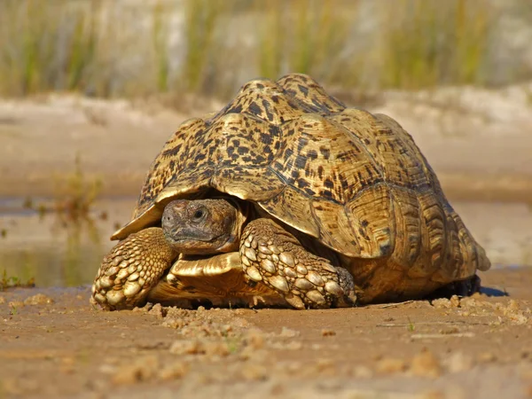 산 거북이 — 스톡 사진