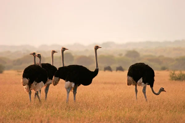 Ostriches — Stock Photo, Image