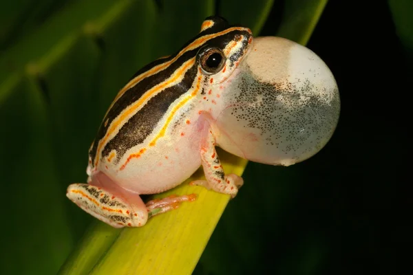 Painted reed frog — Stock Photo, Image