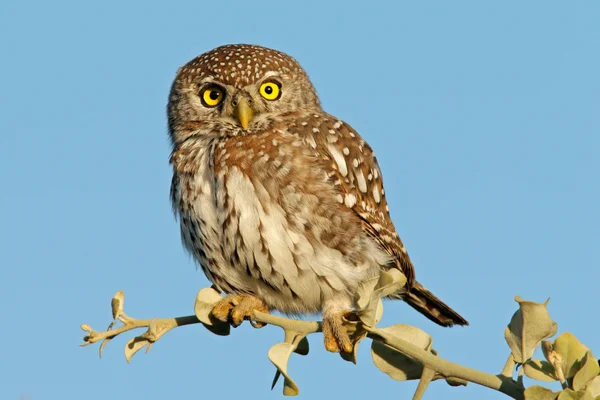 Pearl-spotted owl — Stock Photo, Image