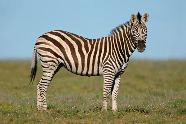 Pianure Zebra — Foto Stock