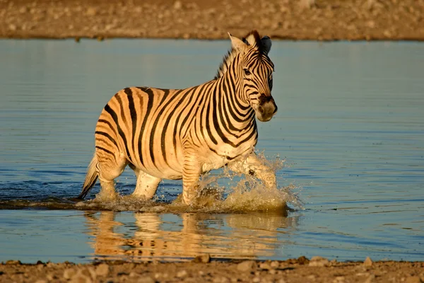 Alföldi zebra — Stock Fotó
