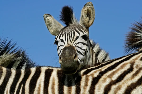 Plains Zebra ritratto — Foto Stock
