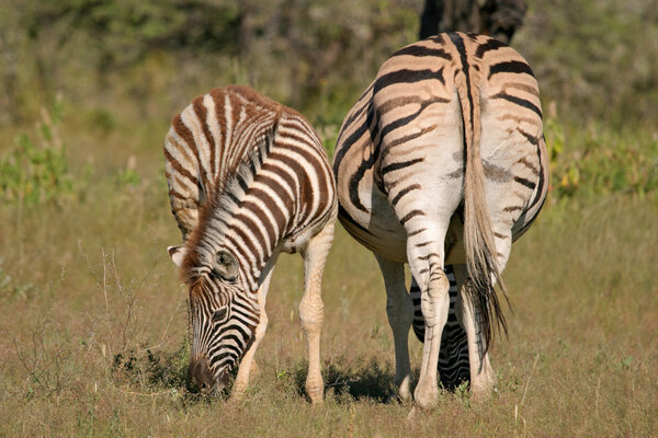 Plains (Burchell’s) Zebra (Equus quagga) mare with foal, Etosha National Park, Namibia, southern Africa