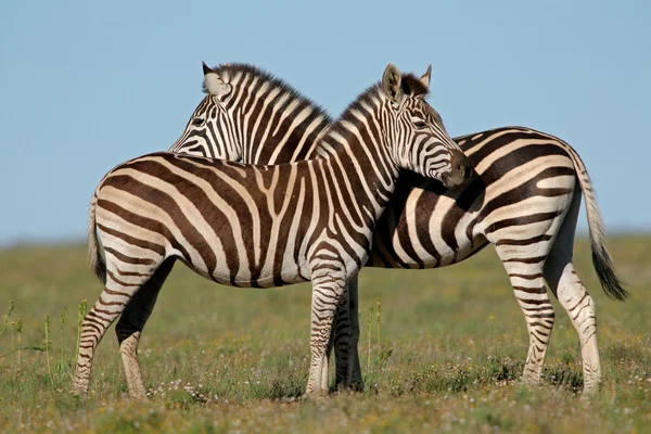 Zebras das planícies — Fotografia de Stock