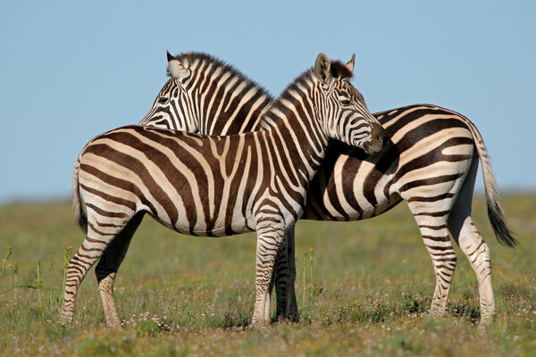 Two Plains (Burchell's) Zebra (Equus quagga), South Africa