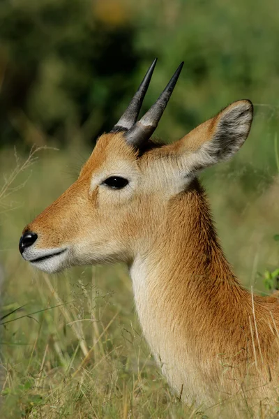 Puku antilopa — Stock fotografie