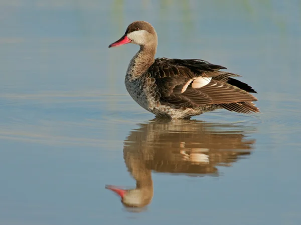 Red-billed teal — Stock Photo, Image
