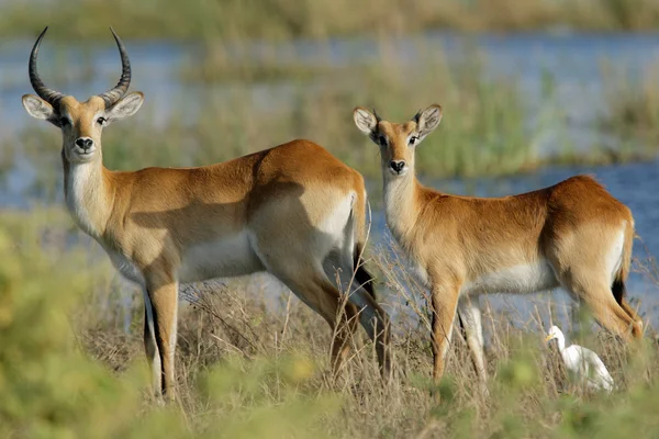 Antilopi lechwe rosse — Foto Stock