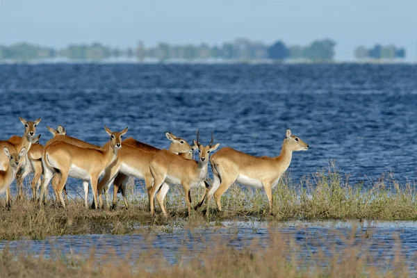 Red lechwe antelopes — Stock Photo, Image