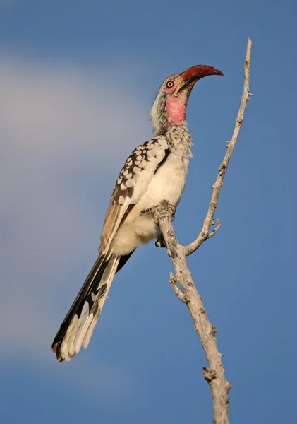 Red-billed hornbill — Stock Photo, Image