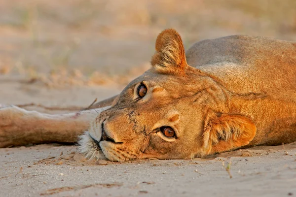Odpočívající lvice — Stock fotografie