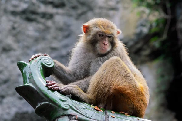 恒河猴猴 — 图库照片