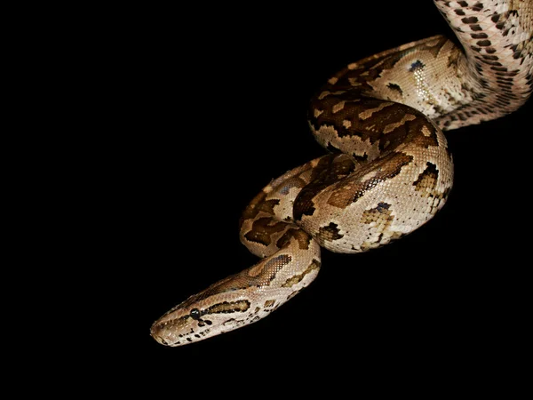 Südafrikanischer Python — Stockfoto