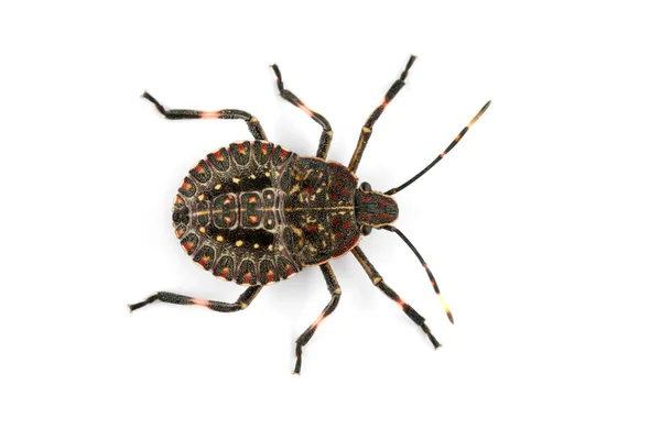 Spotted bug — Stock Photo, Image