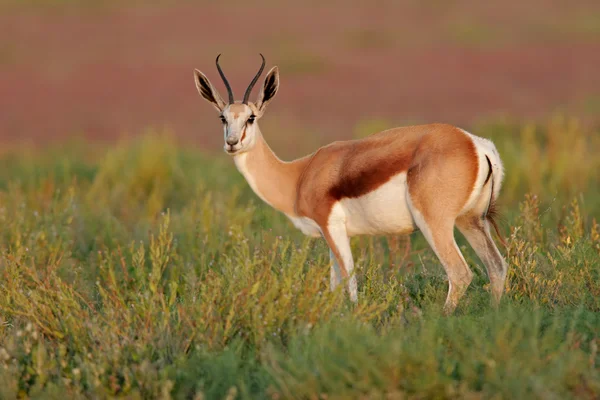 Springbok antilopları — Stok fotoğraf