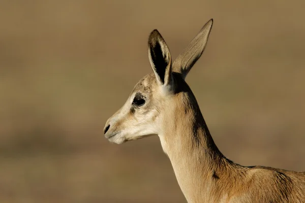 Agnello Springbok — Foto Stock
