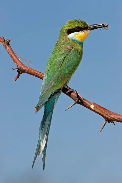 Swallow-Tailed arı kuşugiller — Stok fotoğraf