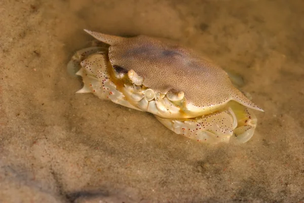 Swimming crab — Stock Photo, Image