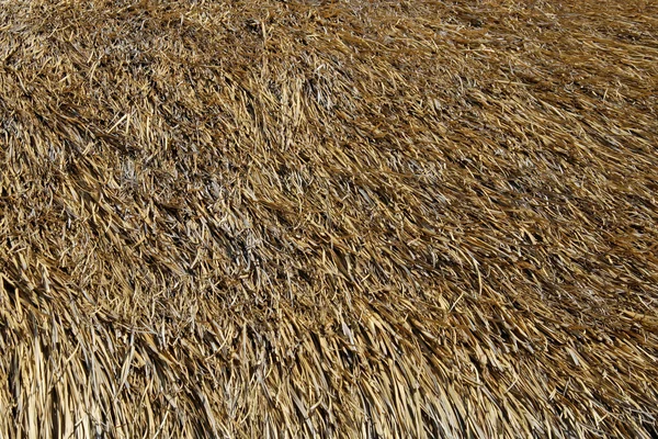 Thatched roof background — Stock Photo, Image