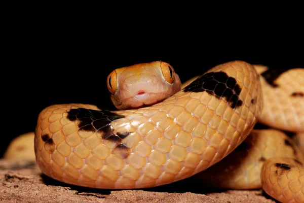 Tiger snake — Stock Photo, Image