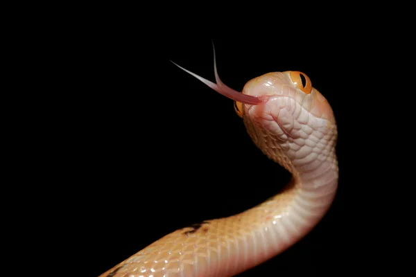 Tiger snake — Stock Photo, Image