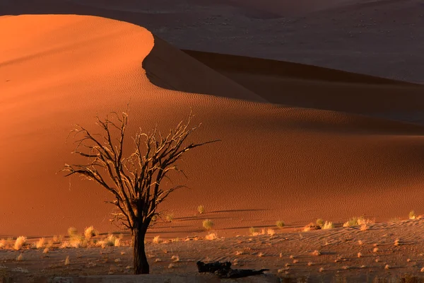 树和沙丘 — 图库照片