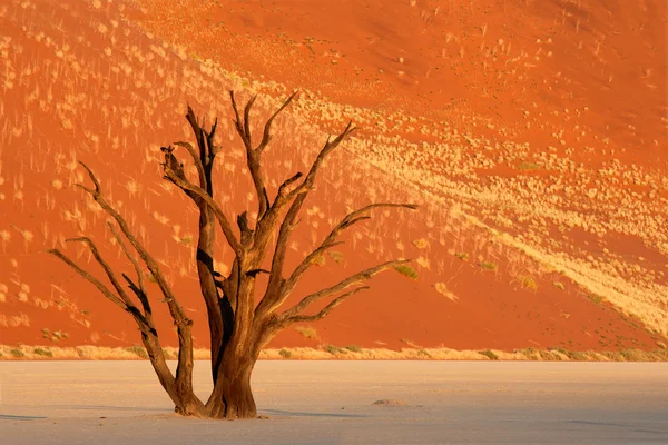 Baum und Düne — Stockfoto