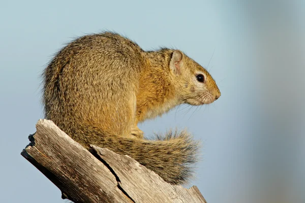 Valódi mókusok — Stock Fotó
