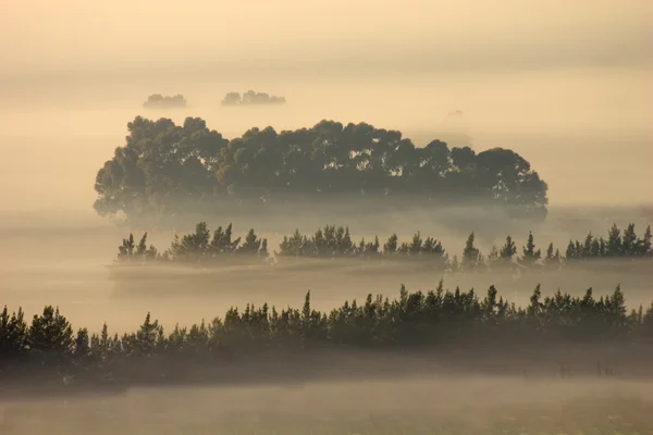 Trees in mist — Stock Photo, Image