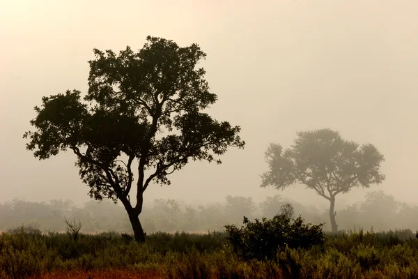 在雾中的树 — 图库照片