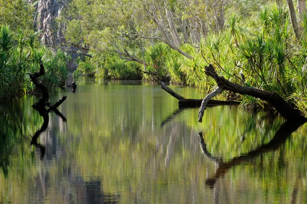 Trees with reflections — Stock Photo, Image
